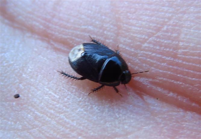 Cydnidae:   Macroscytus brunneus?    No, Geotomus sp.